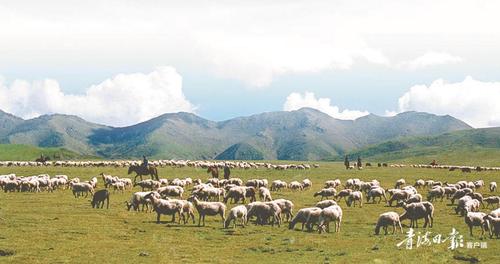 青海探索发展草地生态畜牧业草原植被盖度与牧民收入双增一个高原牧业
