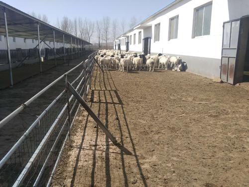 县畜牧兽医中心人员参观神池县晋神五禾羊厂