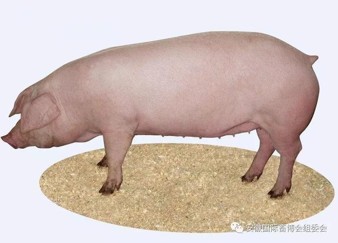 种猪繁育重点企业-湖北鑫珠畜牧科技邀您参与11.