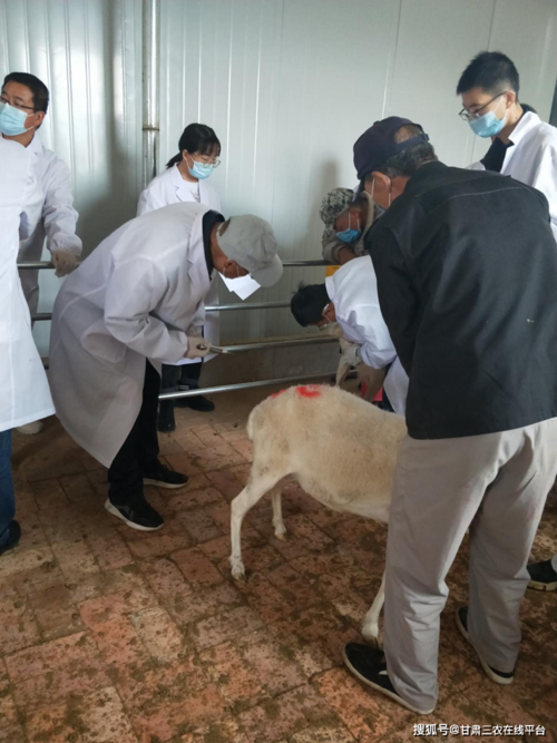 省绵羊繁育技术推广站举行现代畜牧业发展抓点示范项目胚胎移植技术