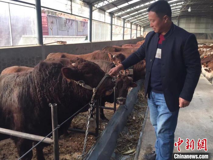 图为,合作社牛场养殖的正宁县是国内肉牛品种,全国农产品地理标志"