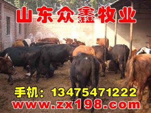 众鑫牧业优质中国畜牧 中国养殖业
