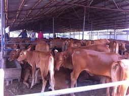 鲁西黄牛200斤中卫牛羊养殖场
