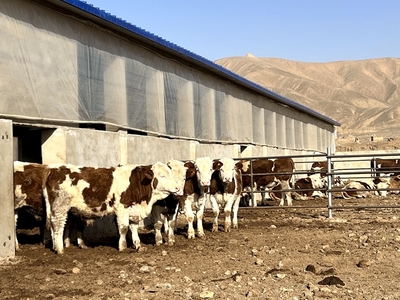 人民政府-临泽:跨区域养殖助力牛产业发展壮大