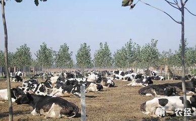 江西南城县:县政府鼓励发展生态畜禽养殖 推动现代畜牧业发展